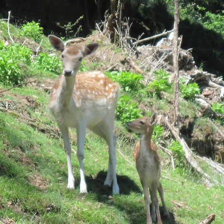 Catton Two Bedroom Near Bad Kleinkirchheim Apartament Radenthein
