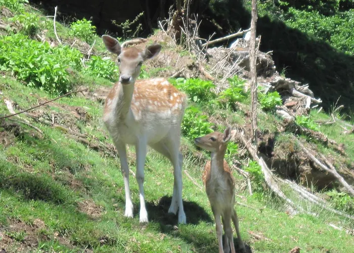 Catton Two Bedroom Near Bad Kleinkirchheim Lejlighed Radenthein